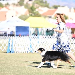 Australian Shepherd Puppies from Cu2 Aussies