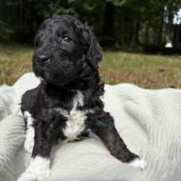 Beta - Parti female Poodle puppy in Troy, New Hampshire from SP Standard Poodles