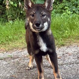 Megumi - Black sesame female Shikoku Ken puppy in Charleston, West Virginia from Kiseki No Yama