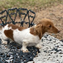 Loretta - Dachshund