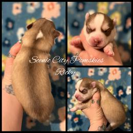 Ricky - Red and white male Pomsky puppy in Rossville, Georgia from Scenic City Pomskies