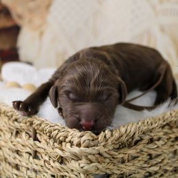 Brown collar - Chocolate male Goldendoodle puppy in Plattsburgh, New York from Adirondack Poodles Goldendoodles,Bernedoodles & Schnoodles