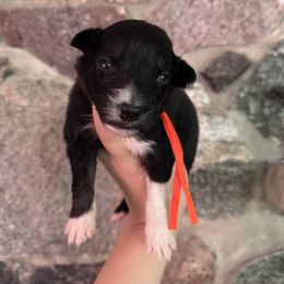 Zephyr - Black tri-color male Australian Shepherd puppy in Kalamazoo County, Michigan from Loveland Kennels