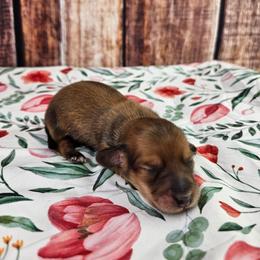 Freddy - Red male Dachshund puppy in Malad City, Idaho from Mountain Sage Dachshunds