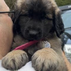 Leonberger Puppies from Tir na nOg Leonbergers