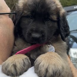 Leonberger Puppies from Tir na nOg Leonbergers