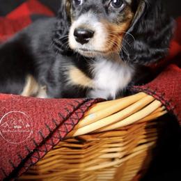 Dachshund Puppies from Bald Mountain Dachshunds