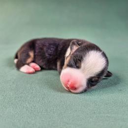 Poppy - Black and tan female American Corgi puppy in Taylorsville, North Carolina from America's Red White and Bluie Corgis