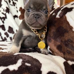 Chip - Tricolors male French Bulldog puppy in Sodus, New York from Upstate NY French & English Bulldogs