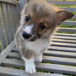 American Corgi and Pembroke Welsh Corgi Puppies from Eden Farms Corgis