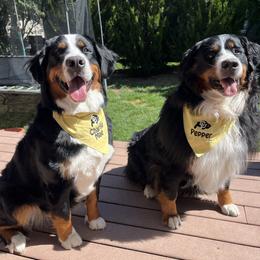 Charlie - Bernese Mountain Dog