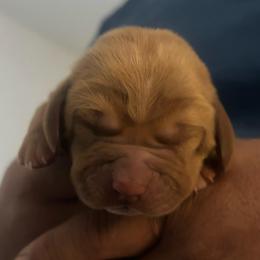 Girl 3     Red - Brown and white female Basset Hound puppy in Columbus, Ohio from Olveras Hound of Ohio
