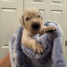 Bugs - Light golden male Golden Retriever puppy in Blaine, Washington from Freedom Retrievers