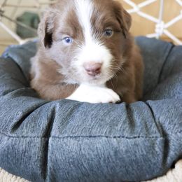 Australian Shepherd Puppies from Rustic Roots Australian Shepherds