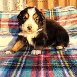 Sweet potato - Black tri female Miniature Australian Shepherd puppy in Muskogee, Oklahoma from Tagalong Lane Australian shepherds