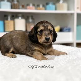 Eliot - Cream male Dachshund puppy in Oklahoma City, Oklahoma from OkieDoxieland Dachshunds