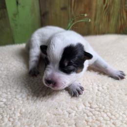 Green Collar Male - Blue male Australian Cattle Dog puppy in Riverton, Utah from Rundown Ranch Cattle Dogs
