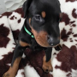 Liam - Black and rust male Doberman Pinscher puppy in Anderson, Indiana from Legendary Kennels