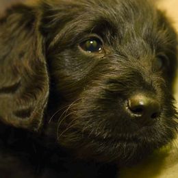Labradoodles and Labrador Retrievers from Carter Farm
