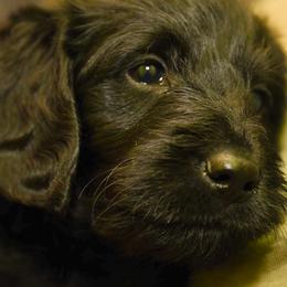 Labradoodles and Labrador Retrievers from Carter Farm