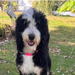 Bernedoodles, Goldendoodles, and Sheepadoodles from Quailridge Poodles and Doodles