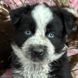 Roper - Black & white male Australian Shepherd puppy in Quaker City, Ohio from Wagon Wheel Aussies and Corgi’s