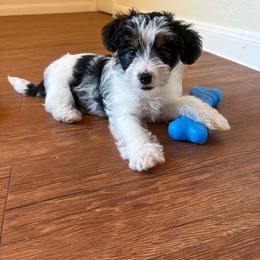 Bay - Tri-color male Yorkipoo puppy in San Antonio, Texas from Sweet as dessert puppies