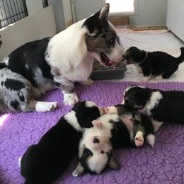 Cardigan Welsh Corgi Puppies from Rochar Cardigan Welsh Corgis