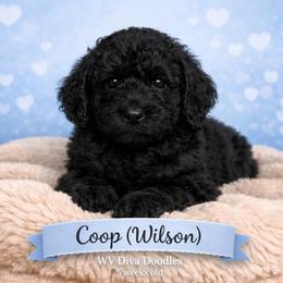 Coop - Black male Goldendoodle puppy in Petersburg, West Virginia from Wv Diva Doodles