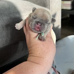 French Bulldog Puppies from Love & Frenchies LLC