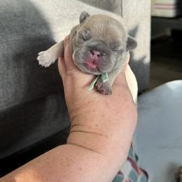 French Bulldog Puppies from Love & Frenchies LLC