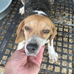Brandi - Beagle