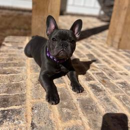 French Bulldog Puppies from Fancy Face Frenchies