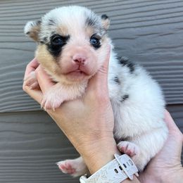 Meadow - Blue merle and white female American Corgi puppy in Waco, Texas from The Comma Corgis