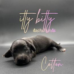Cotton - Black female Dachshund puppy in Canton, Texas from Itty Bitty Dachshunds