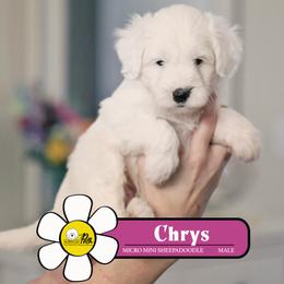 Chrys - White male Sheepadoodle puppy in Cleveland, Tennessee from Narrow Path Old English & Sheepadoodles