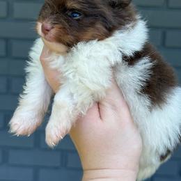 Prince - Chocolate and tan male Pomeranian puppy in Newark, Ohio from Keeperofstars Pomeranians