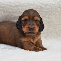 Dachshund Puppies from Aster Creek Kennel