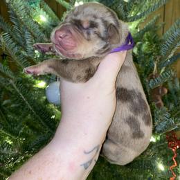 Buddy - Merle male Great Dane puppy in Spartanburg, South Carolina from Pawlmetto Danes