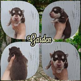 Garden - Red and white male Siberian Husky puppy in West Liberty, Ohio from Skyfallsiberians