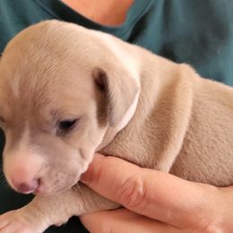 Beautiful fawn boy - Fawn male Italian Greyhound puppy in Monticello, Florida from Lebeck Acres
