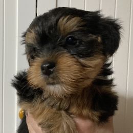 Assorted Doodle Crosses, Double Doodle, Maltipoo, Morkie, and Yorkipoo Puppies from Danza Bolo