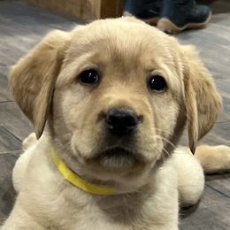 Labrador Retrievers from Hudson Valley Labradors
