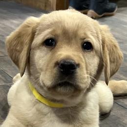 Labrador Retrievers from Hudson Valley Labradors