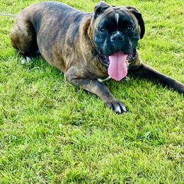 Gemma - Boxer