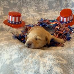 Willow - Cream female Dachshund puppy in Guthrie, Kentucky from Triple T Dachshunds