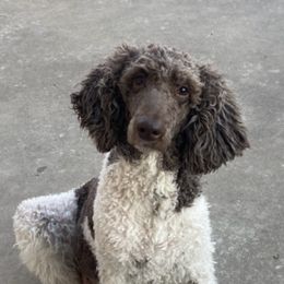 Aussiedoodles, Australian Shepherds, Bernedoodles, Cockapoos, Double Doodles, and Poodles from Sis' Doodles & Poodles