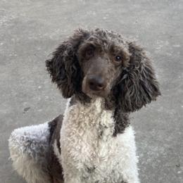 Aussiedoodles, Australian Shepherds, Bernedoodles, Cockapoos, Double Doodles, and Poodles from Sis' Doodles & Poodles