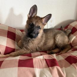 Purple Girl - Sable female German Shepherd puppy in Grantsville, Utah from Vom Haus Denfors K9 - Working German Shepherds