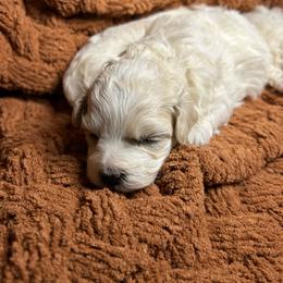 Kat - Cream female Maltipoo puppy in Clover, South Carolina from Cudi’s Buddies